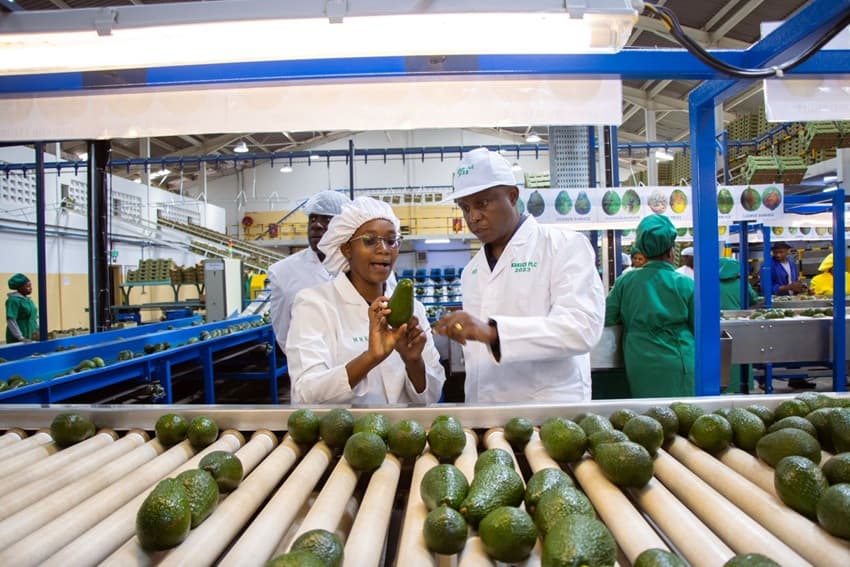 Kakuzi returns to profit with Kshs387.5M, double dividend