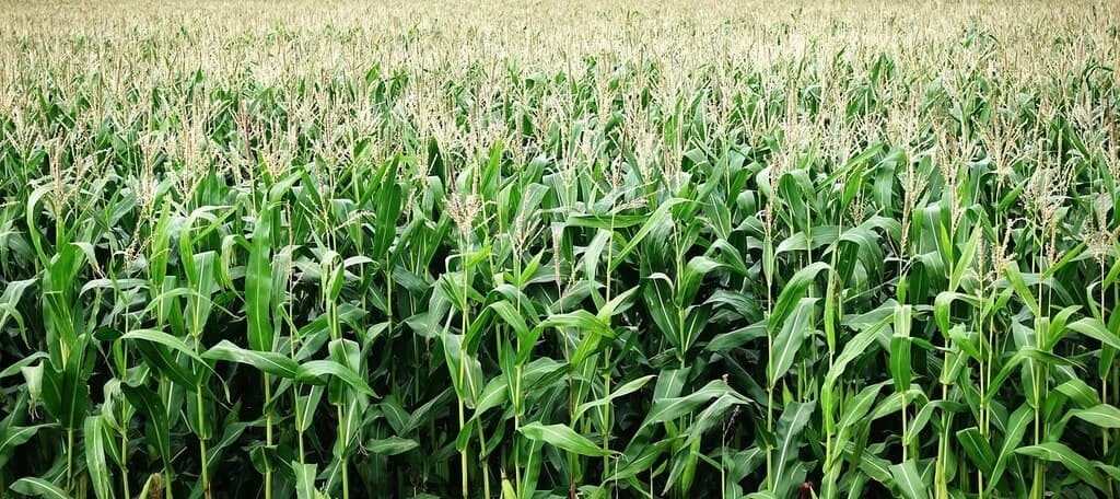 Seed companies look for growers to fill mounting seed gap