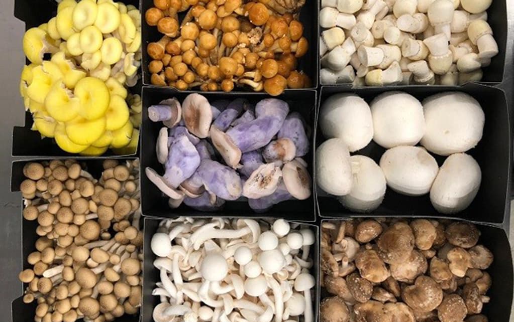 Mushroom farming: How value addition is secretly earning farmers fortune