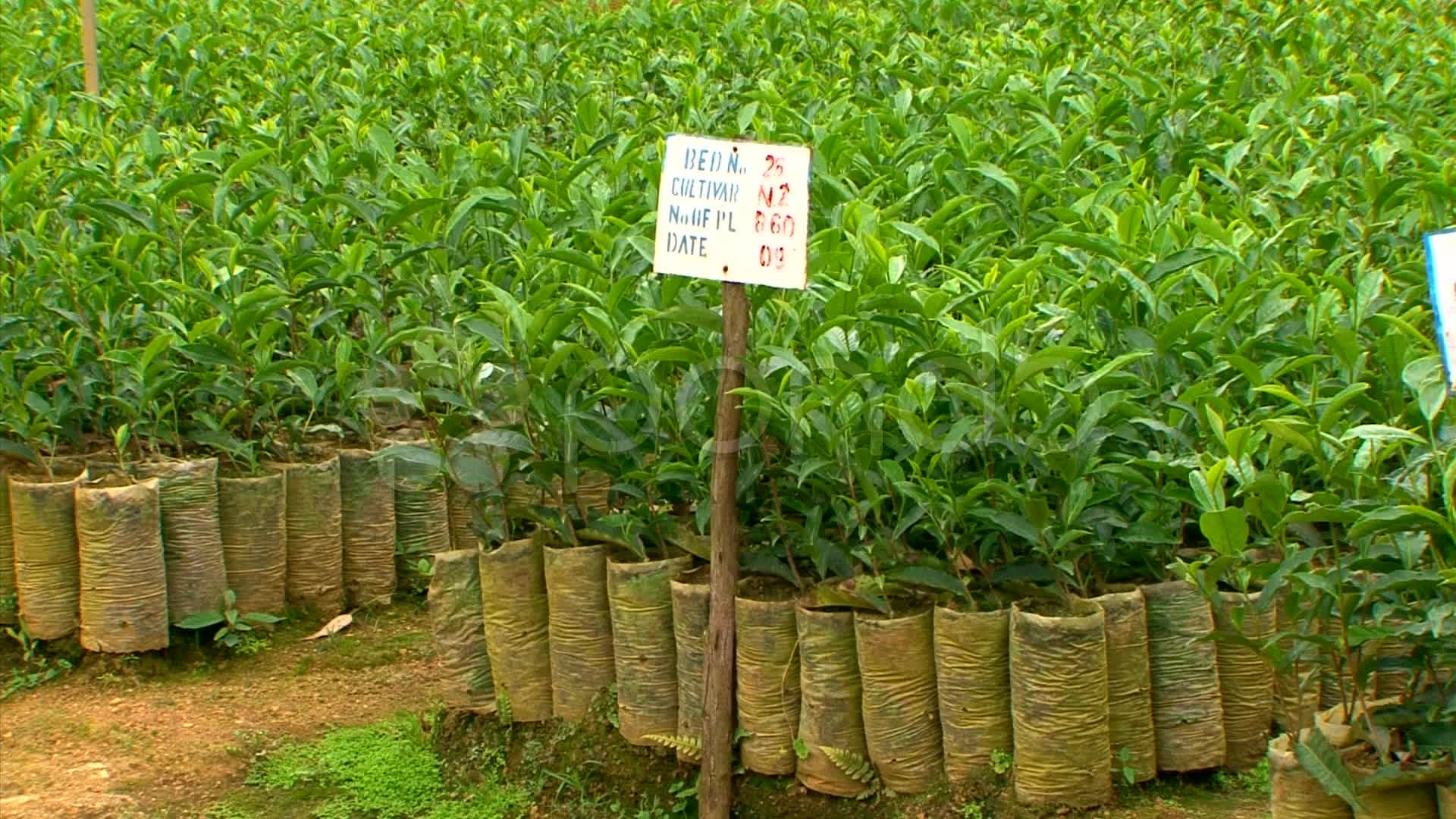 Government gives Vihiga farmers free avocado, tea and coffee seedlings