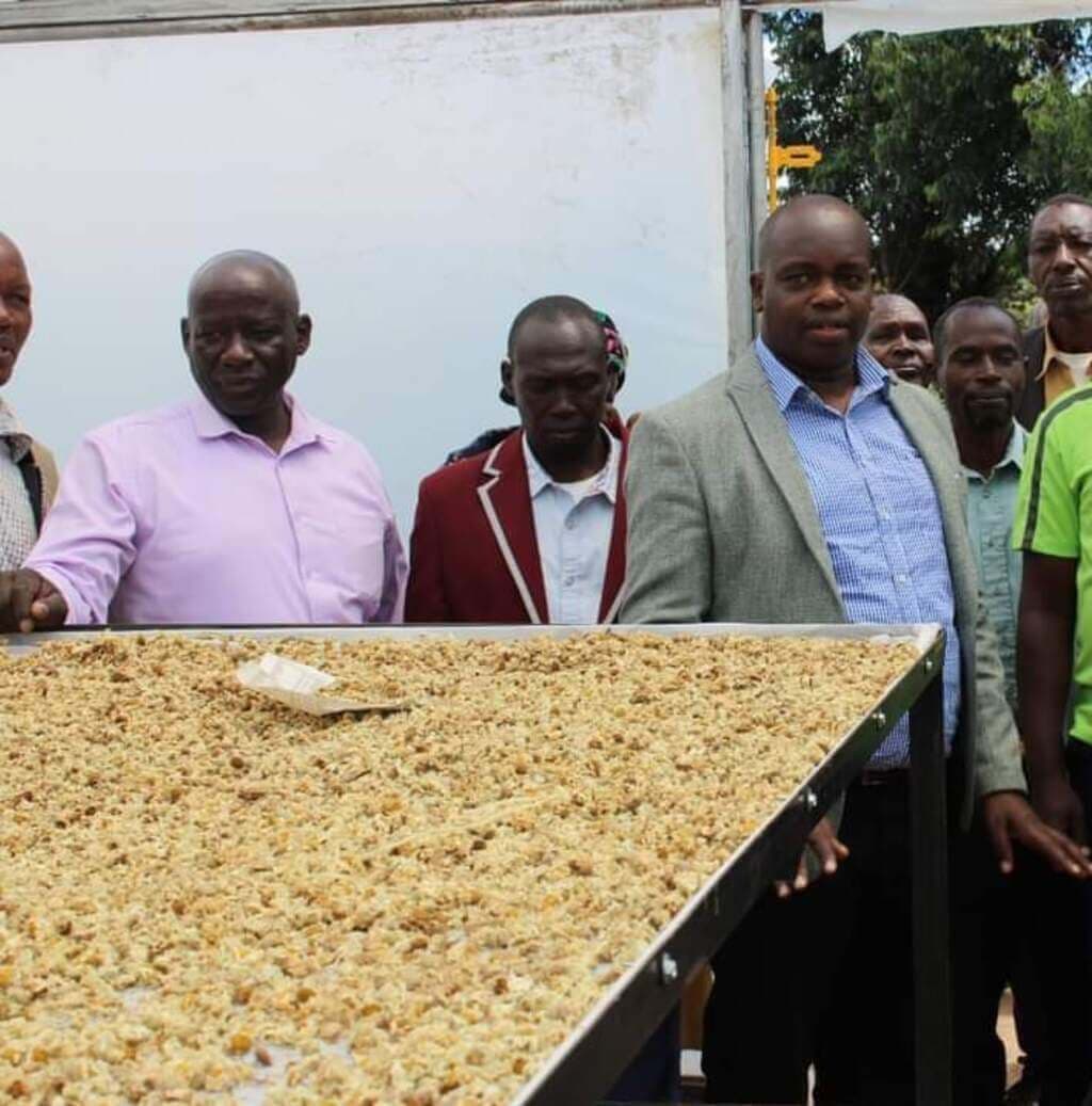 Kenyan farmers reclaim pyrethrum as government drives better pay