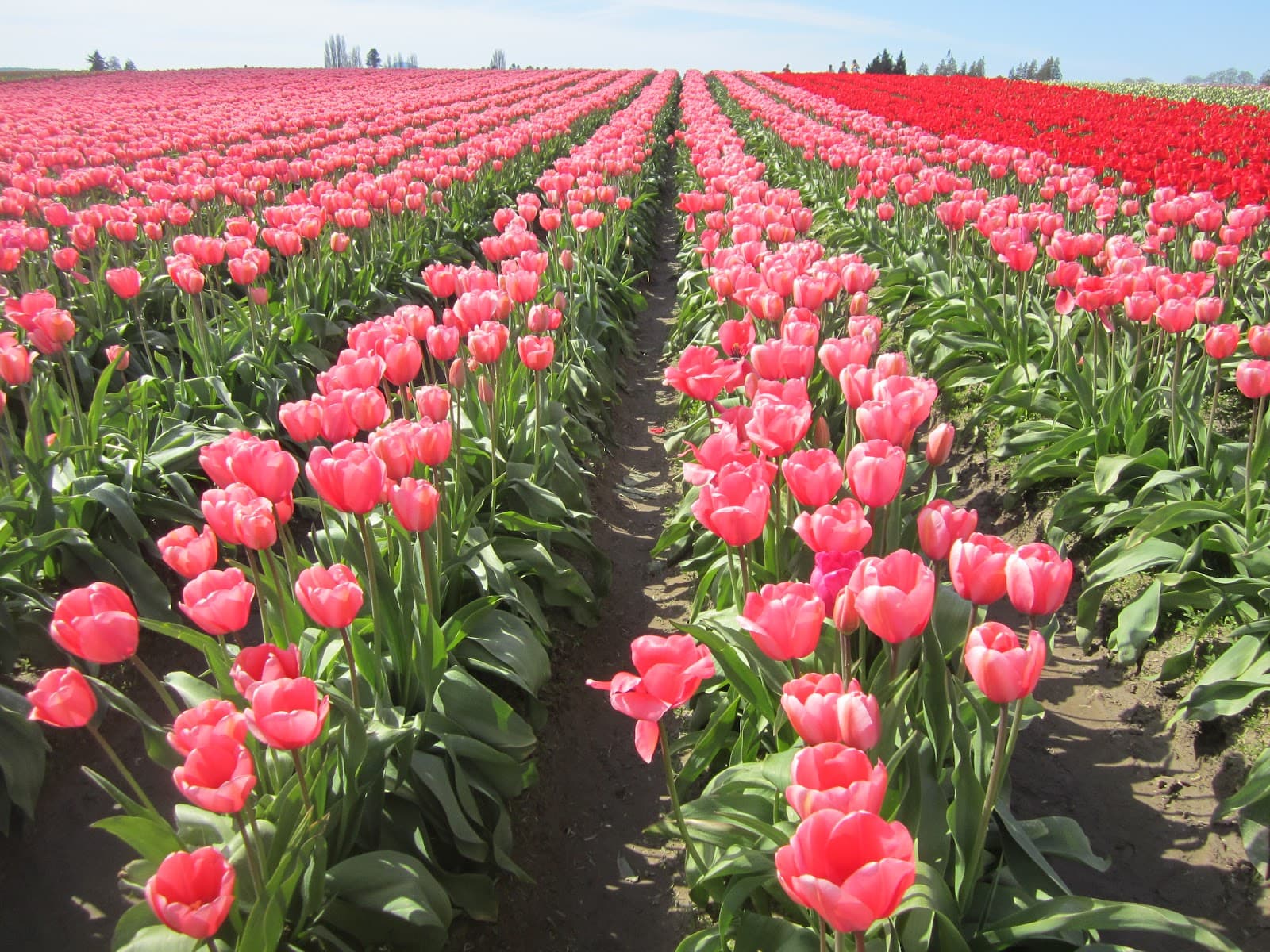 Flower freight still less than European demand seeing crops manured