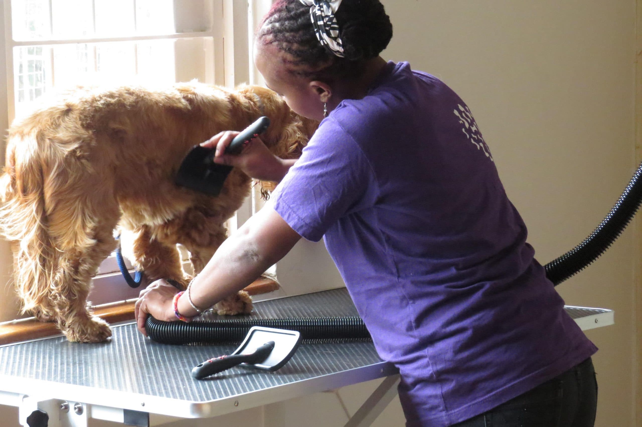 Kenya’s Most Pampered Pets – Meet the Dogs Living Like Kings