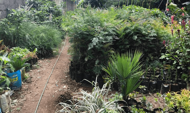 Man earns livelihood through tree planting business