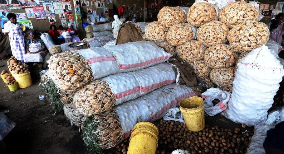 KEPHIS introduces 52 new disease resistant potato varieties
