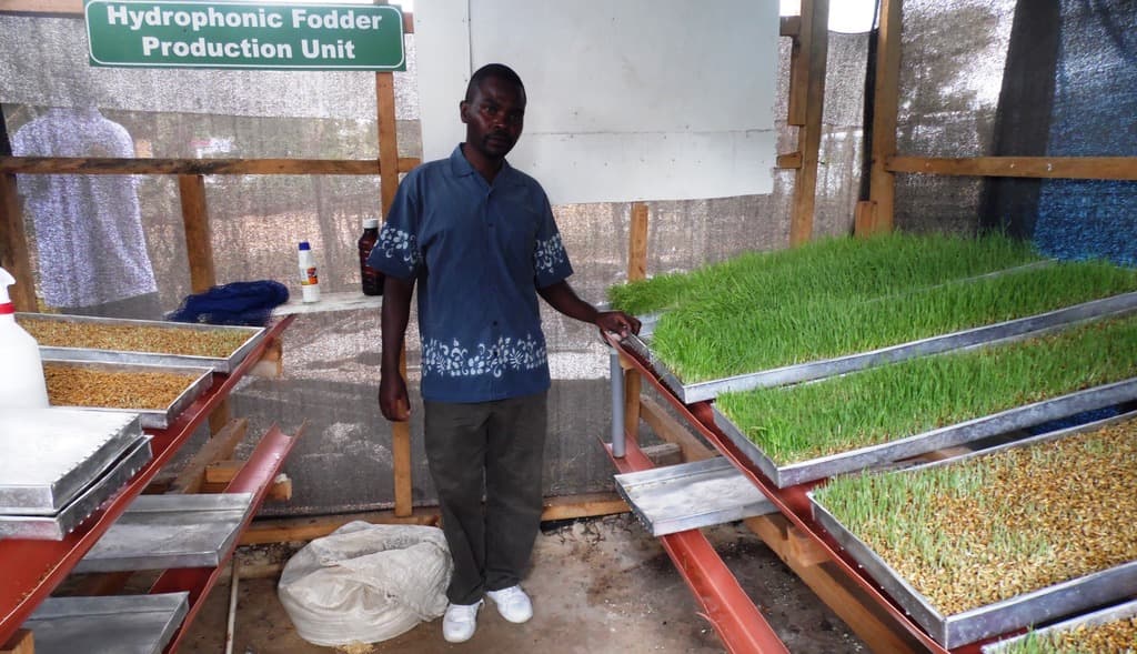 Detergents give 100 per cent hydroponic fodder and kill germs