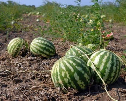Grafting watermelon provide protection against soil-borne diseases increasing yields