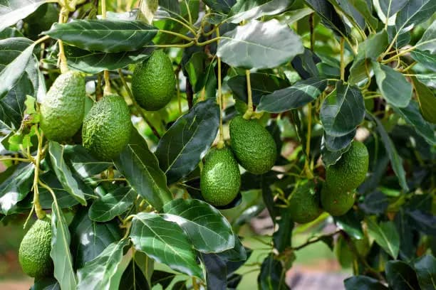 How Long Does Avocado Take to Grow