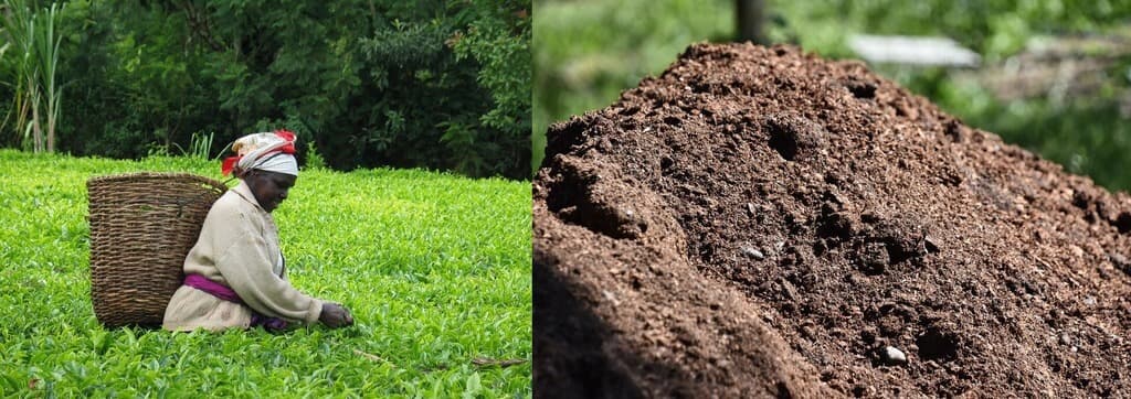 Manure doubles tea harvest by fixing soil damage from fertiliser