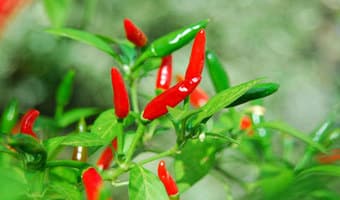 Chilli variety takes the weep out of farmers’ barren lands