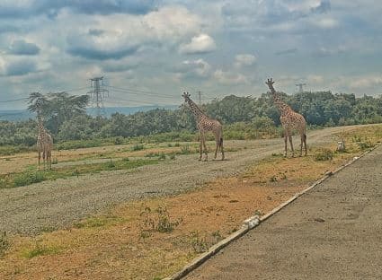 2025 National Wildlife Census data to help map and protect Wildlife corridors