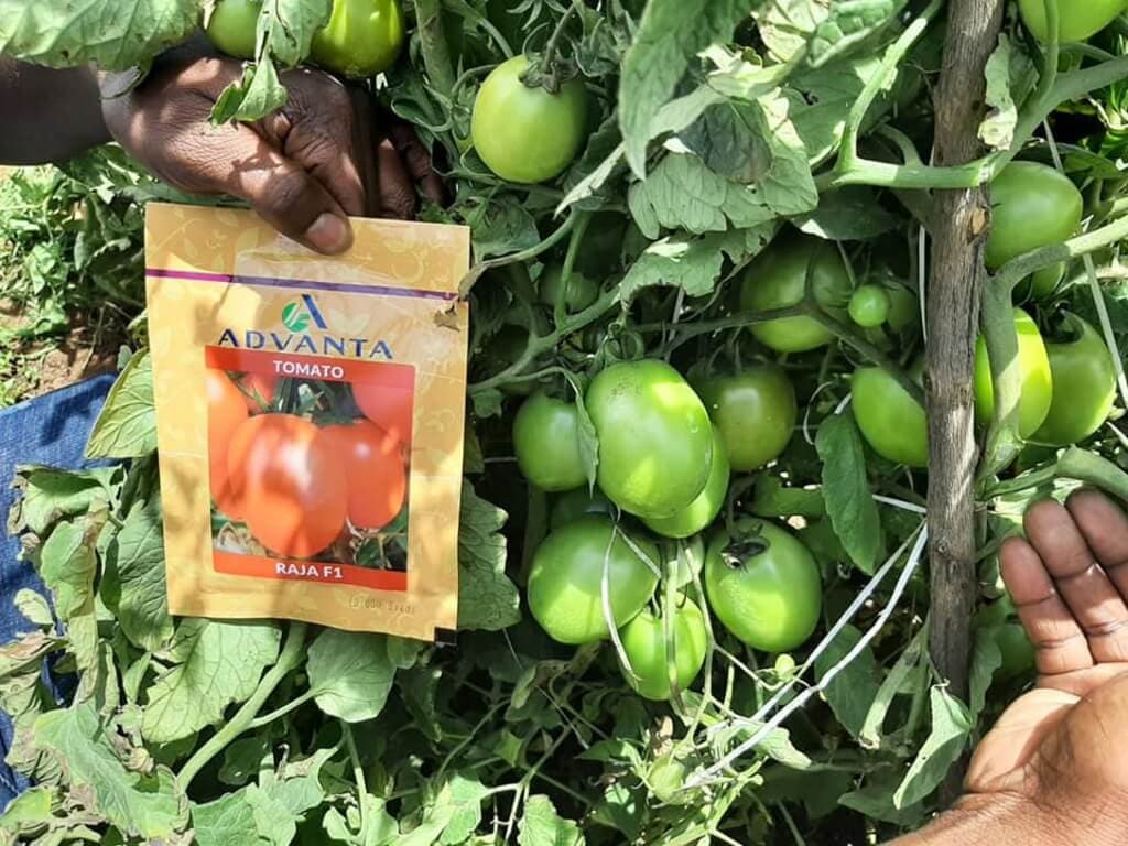 Advanta Seeds introduce disease resistant, high yield Raja F1 tomato