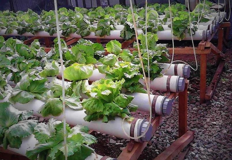 FarmBiz TV: Company trains 1000+ youth on innovative hydroponic farming