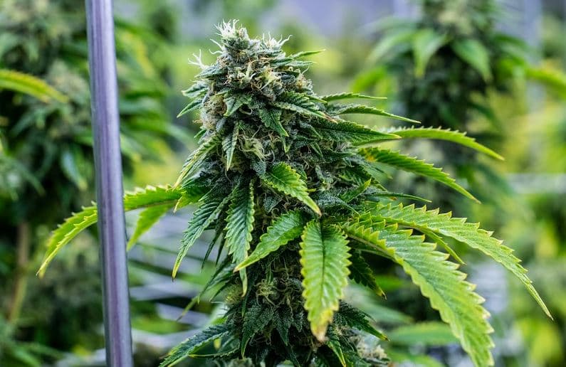 Bruce Banner: A Powerful Hybrid Every Grower Should Know