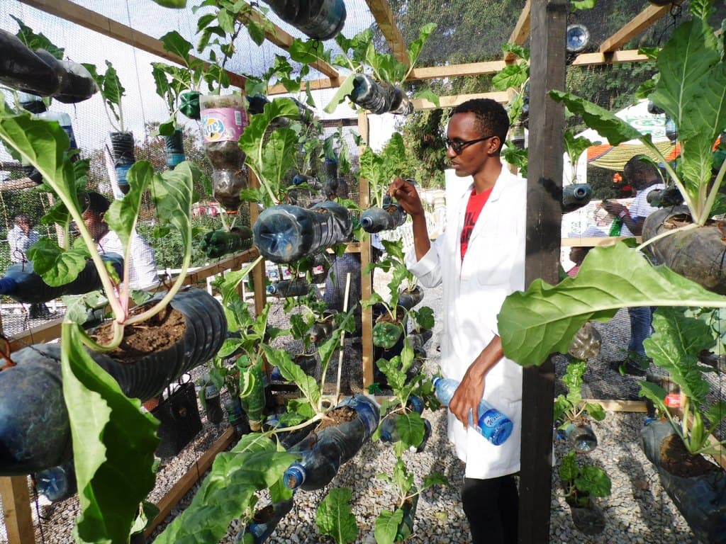 Agripreneur turns waste plastic bottles into aerial vegetable farm