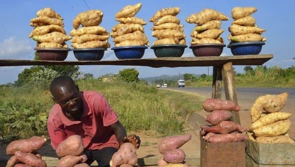 Government to launch sweet potato factory in Migori