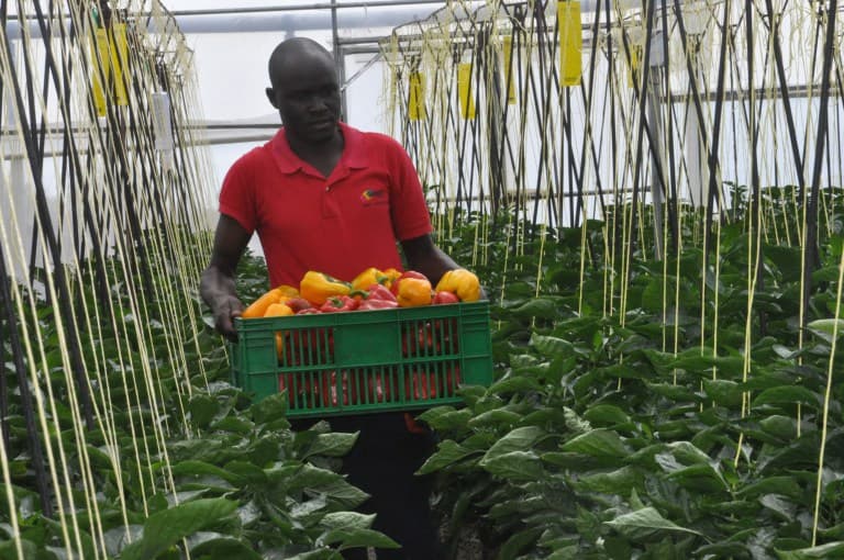 Nakuru farmers set to use geothermal energy in crop production
