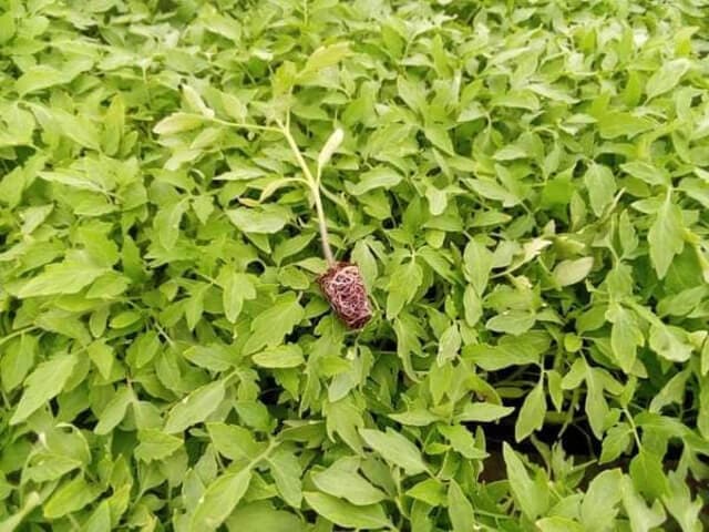 Increased seedling sellers keeping tomato prices down