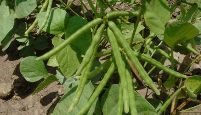 Government to promote green grams farming in Makueni to ensure farmers maximum profit