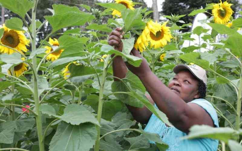 Nakuru, AFA partner to boost sunflower farming, cut imports