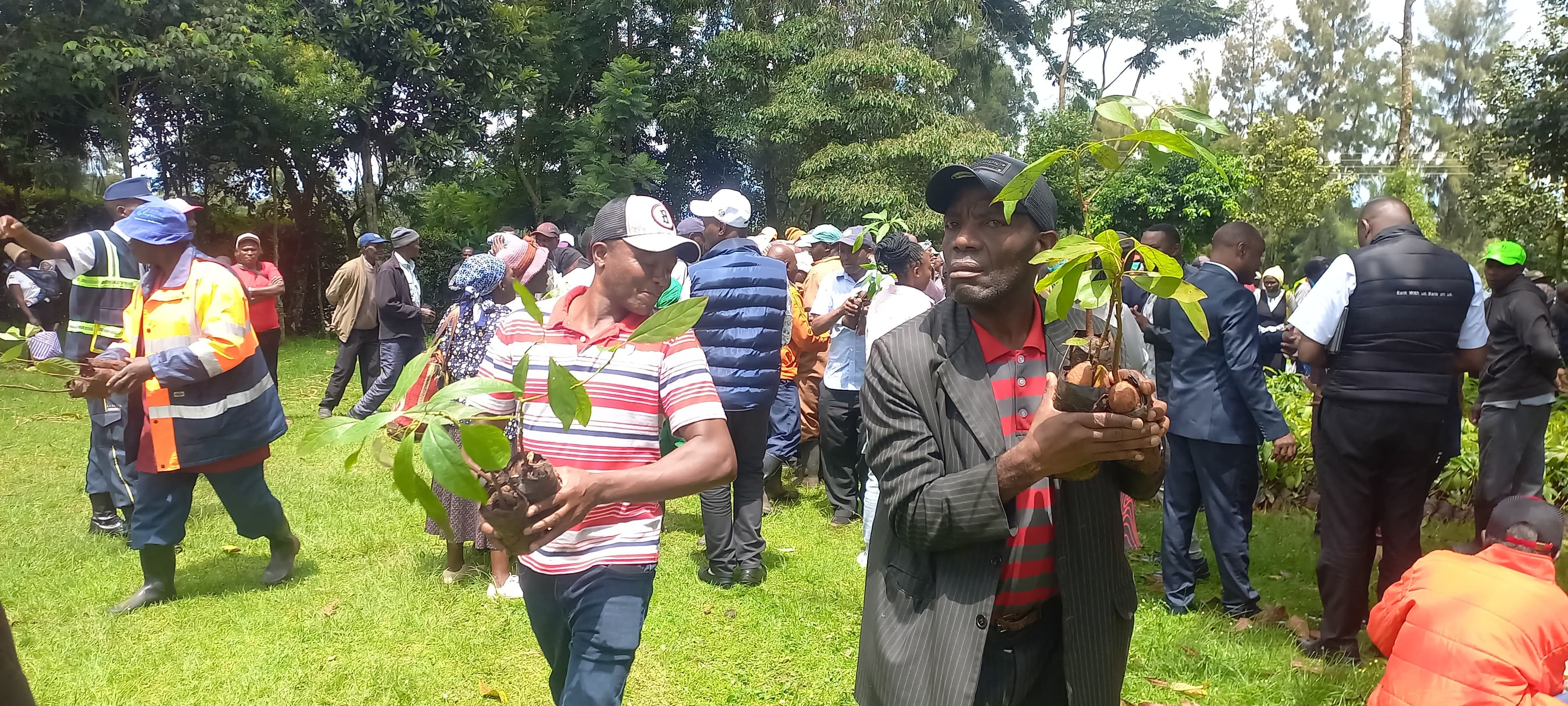 Avocado seedlings boost farmers’ incomes at Kangaita Tea Factory