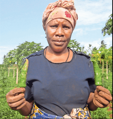 Homa Bay chilli farmer earning Sh1,000 a day in export