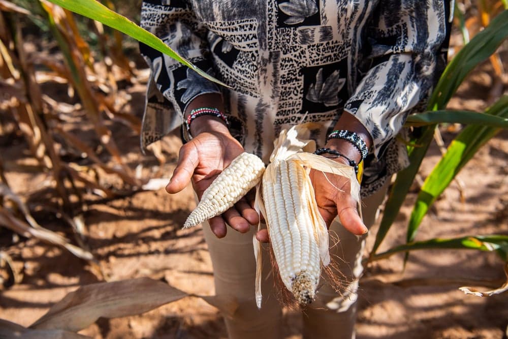 Agroecology can raise Kenyan farmers’ profits by 37.8pc, ActionAid report finds