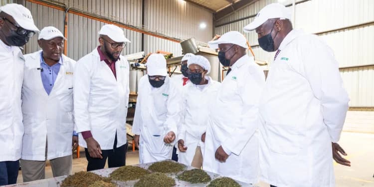 Equity Bank Targets South Rift Tea Farmers with Direct Access to European Markets