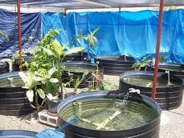 Farm uses technology to speed up fish maturity enhancing market linkages and sustainability