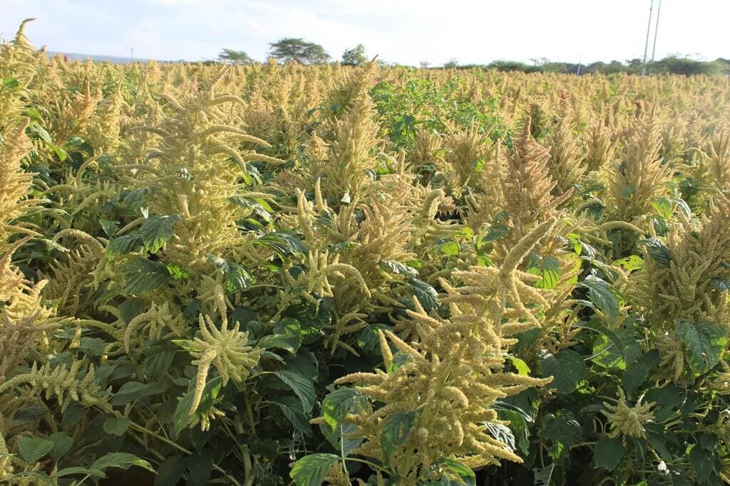 Farmers chase amaranth seeds as crop for everything
