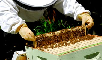 Beekeeping project entice farmers with quick money