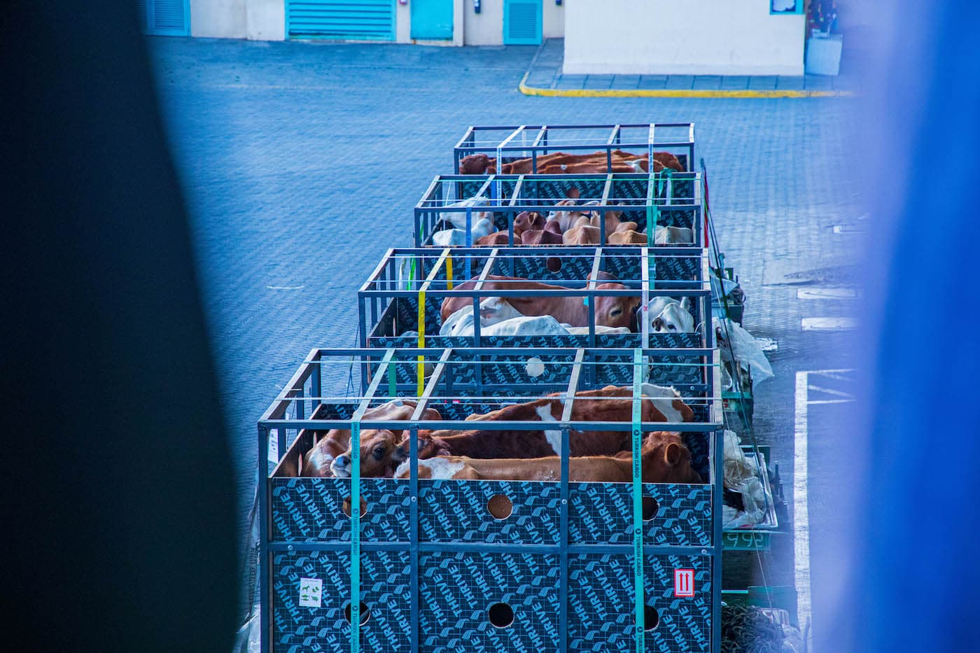 Kenya Airways Flies Live Cows From Nairobi to Nigeria