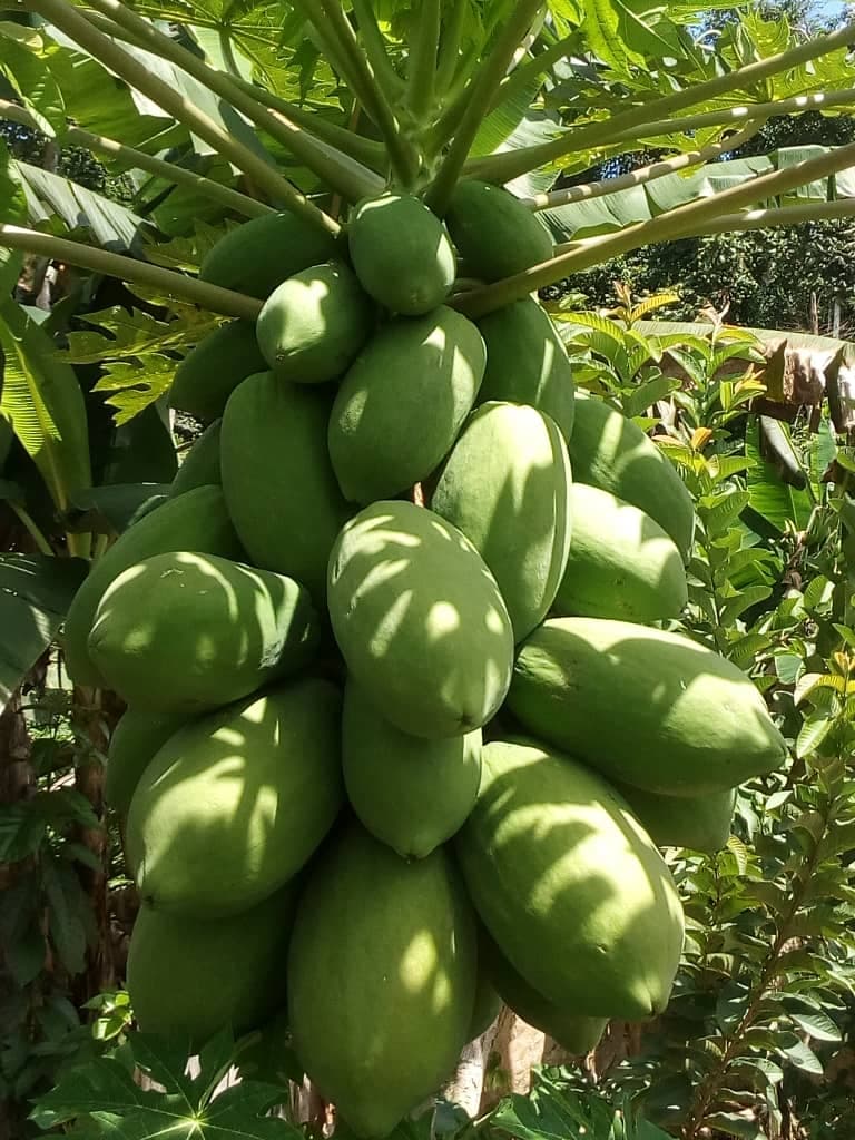 Easy, disease-free PawPaw delivers Kiambu farmer Sh1m a month from ½ acre