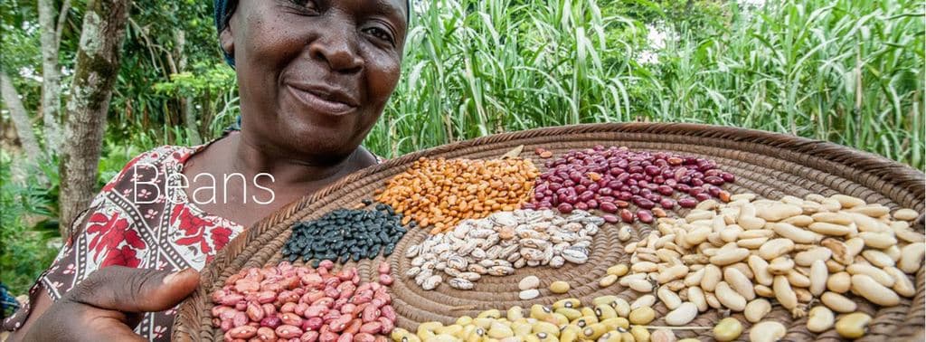 Beans prices rise as maize remains scarce
