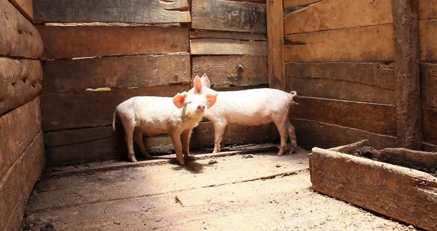 Alert over suspected African swine fever in Sabatia