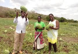 Persistent watermelon farmer rakes over Sh900,000 a season despite losing all at first attempt