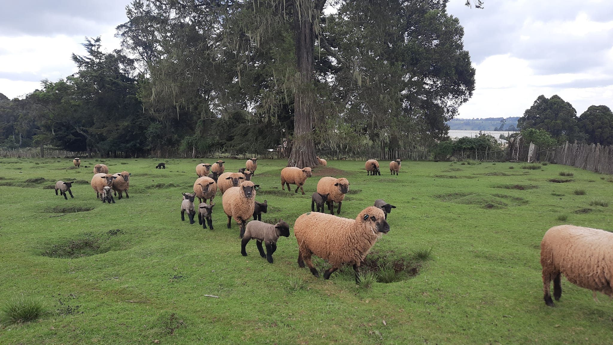 Nyandarua couple blazing trail for Hampshire Down sheep farming in Kenya