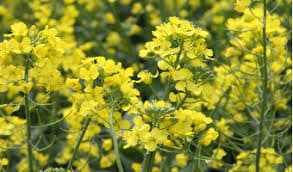 Agventure recruiting and training contract canola growers across Kenya