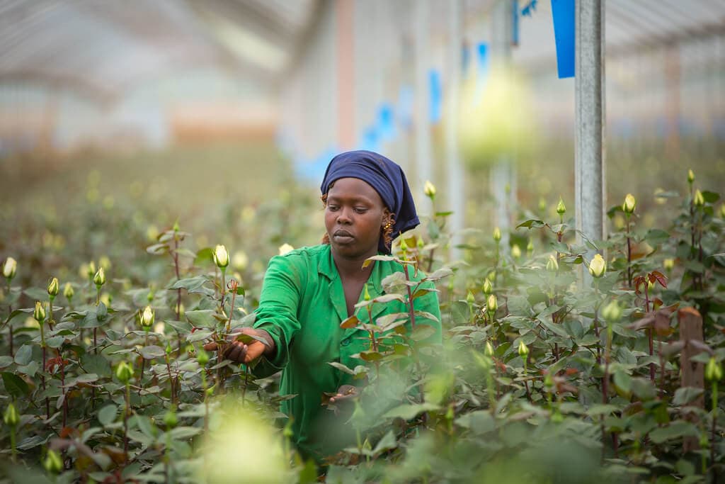 Kenyan-transported roses have smaller environmental impact than Dutch-grown