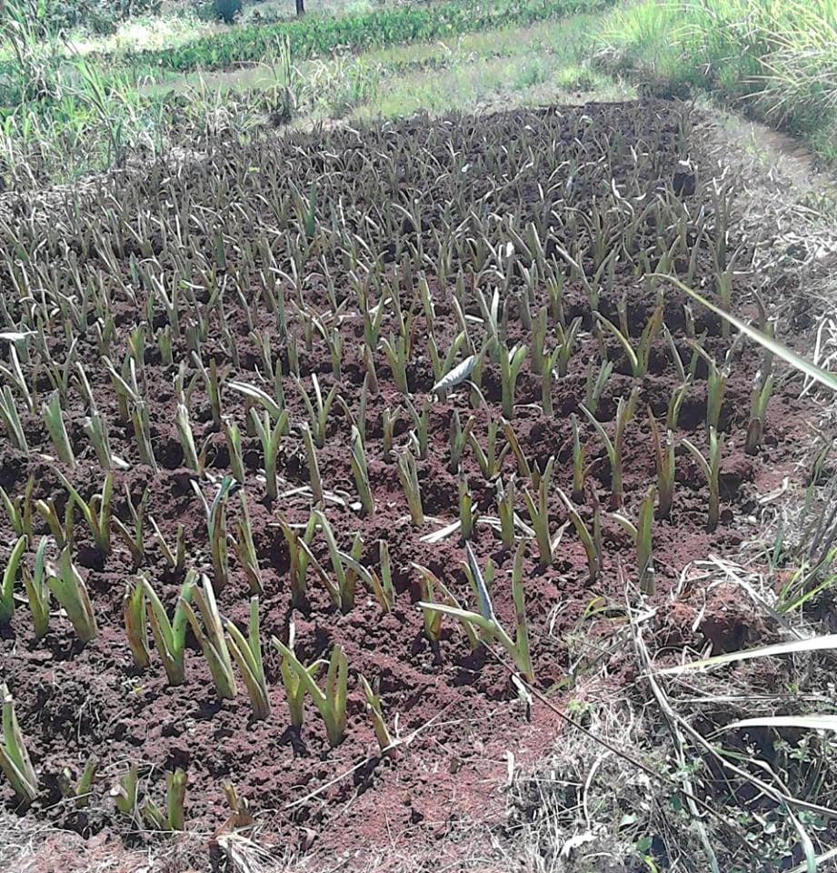 Youth in Matungu, Kakamega County earns Sh150,000 a season from arrowroot farming