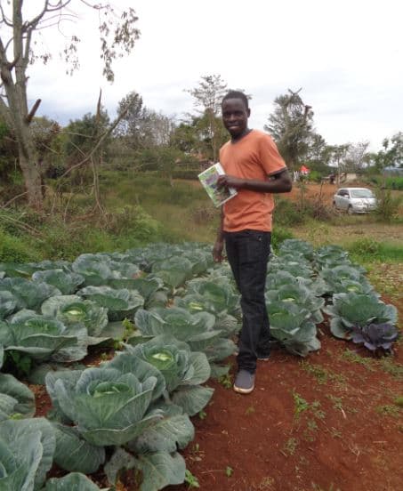 Cabbage farming tips for smallholder farmers