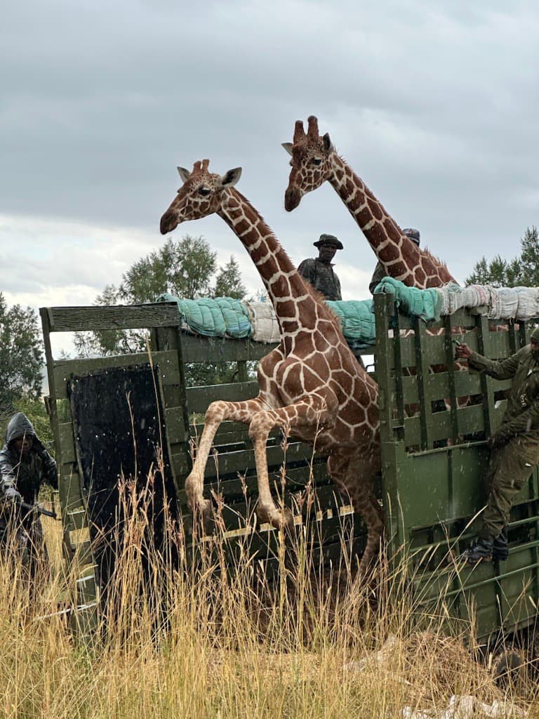 Reticulated giraffes reintroduced to the Mount Kenya Wildlife Conservancy