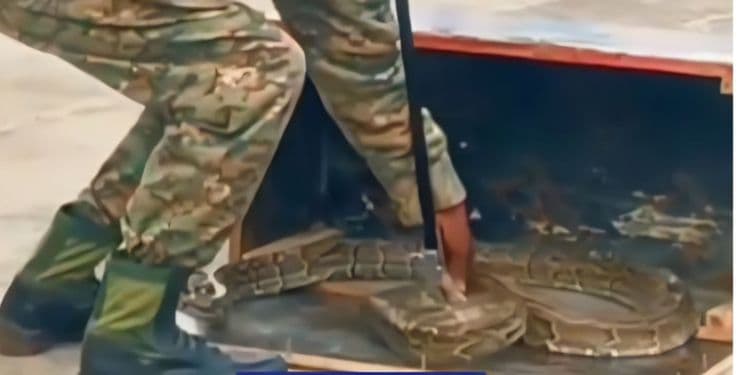 Bus Driver and Conductor Caught Transporting a Live Snake Arrested