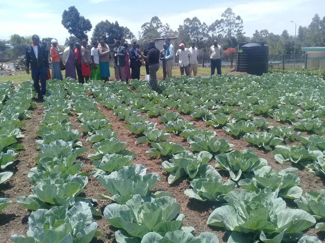 Transformative UK aid projects to protect the agricultural sector and small-scale farmers in Africa