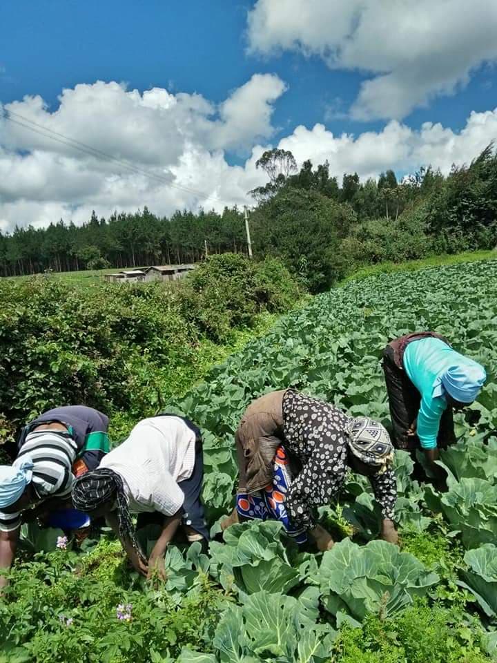 Limuru farmers coop cold rooms helps members keep produce fresh, beating market prices