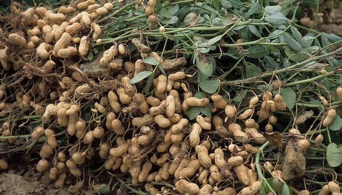 Farmers capitalizing on the golden grains of Butere-Mumias