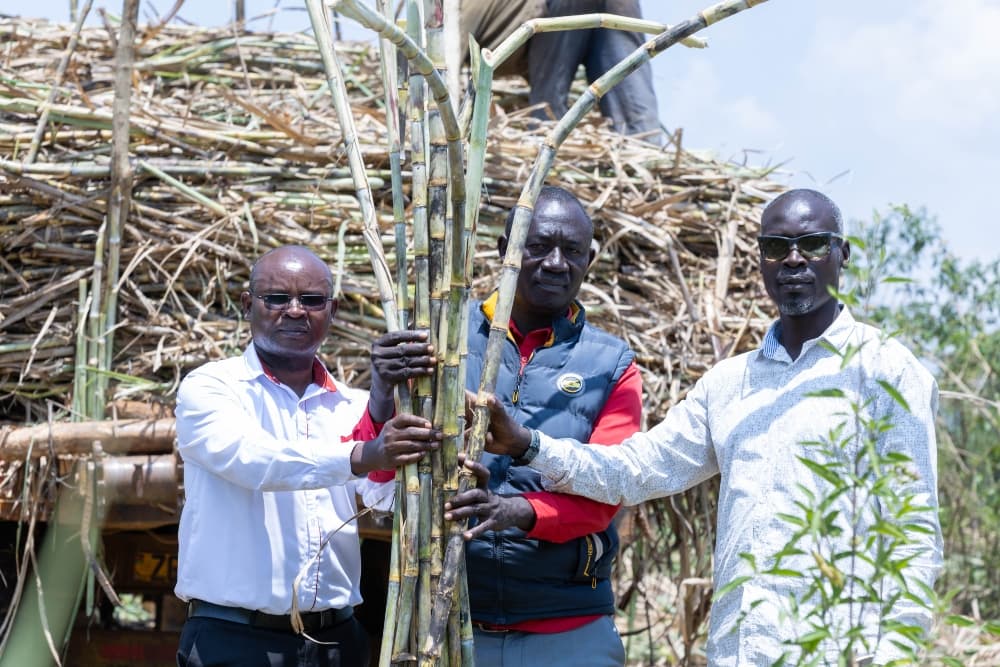 From Lake Victoria fisherman to 480-acre sugarcane entrepreneur
