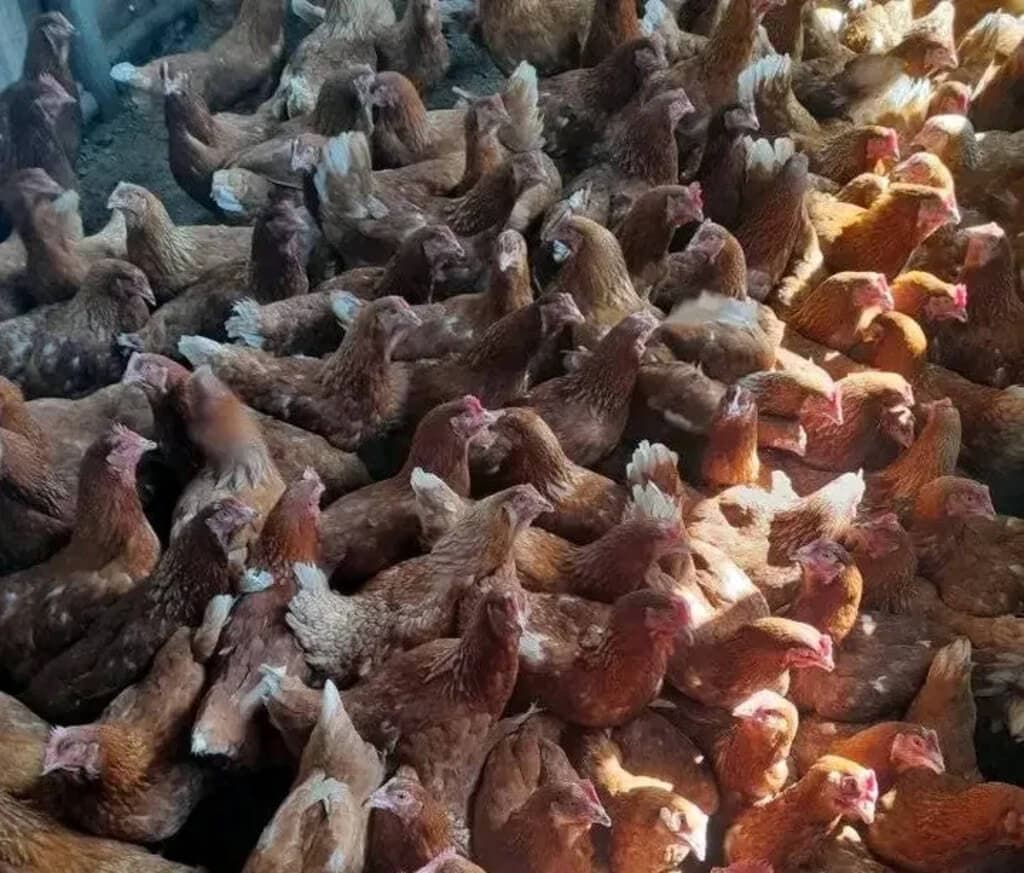 Kitengela poultry farmer’s egg production crashes 80% over cold months