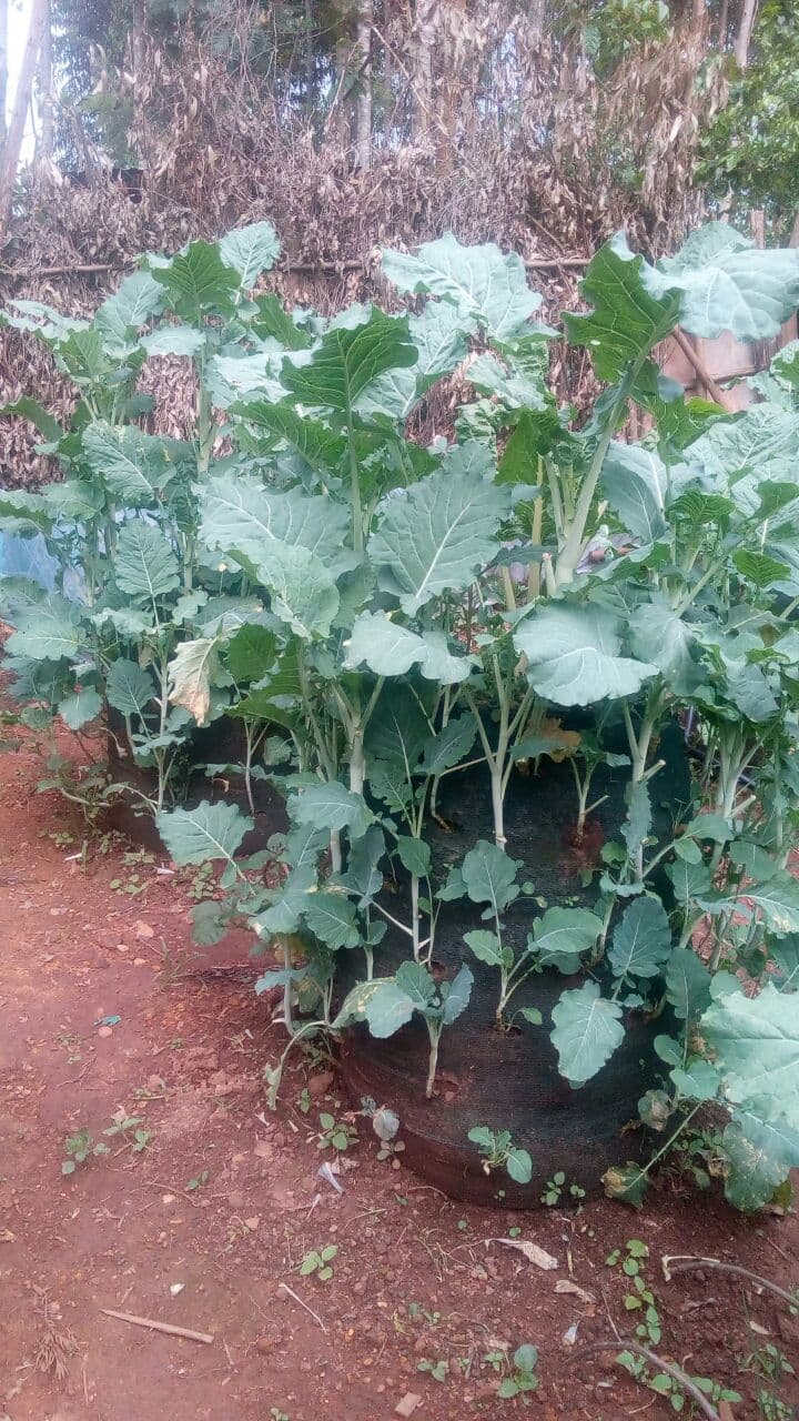 Nyamira family joins hands in farm labour to up their income