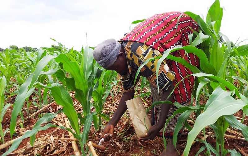 Over 100,000 Kenyan farmers to get fertilizer boost from AfDB credit guarantee